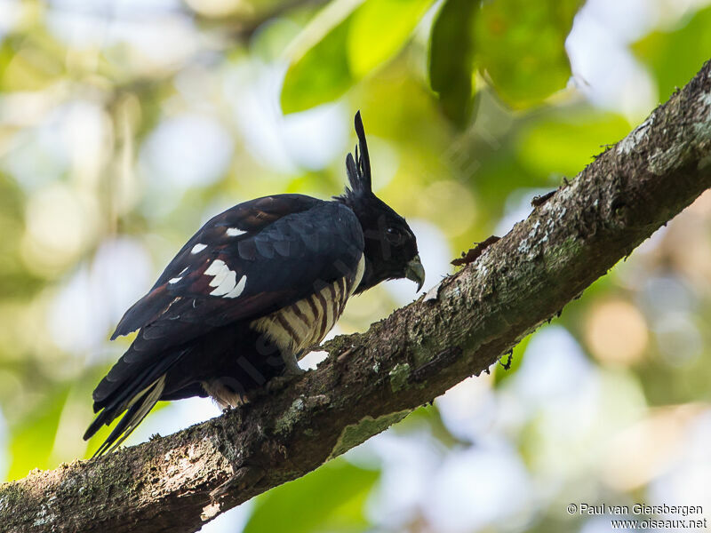 Black Baza