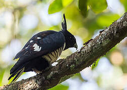 Black Baza