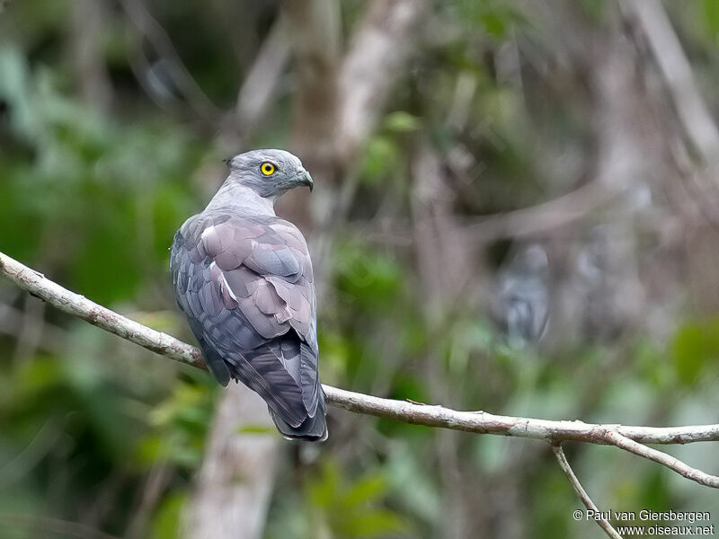 Pacific Baza