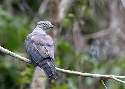 Pacific Baza