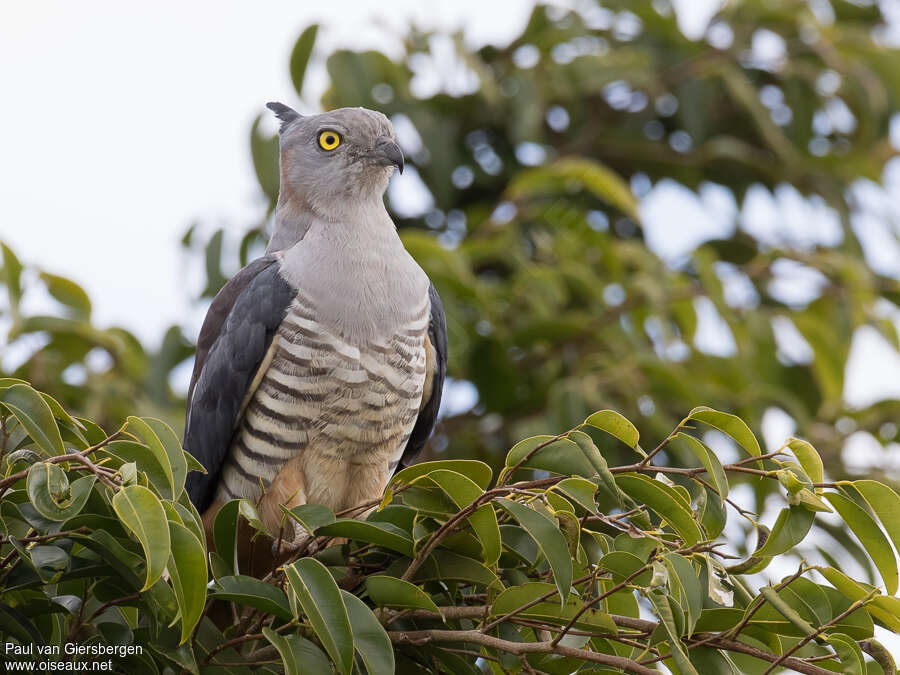 Pacific Bazaadult