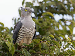 Pacific Baza