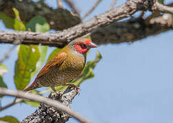 Orange-winged Pytilia