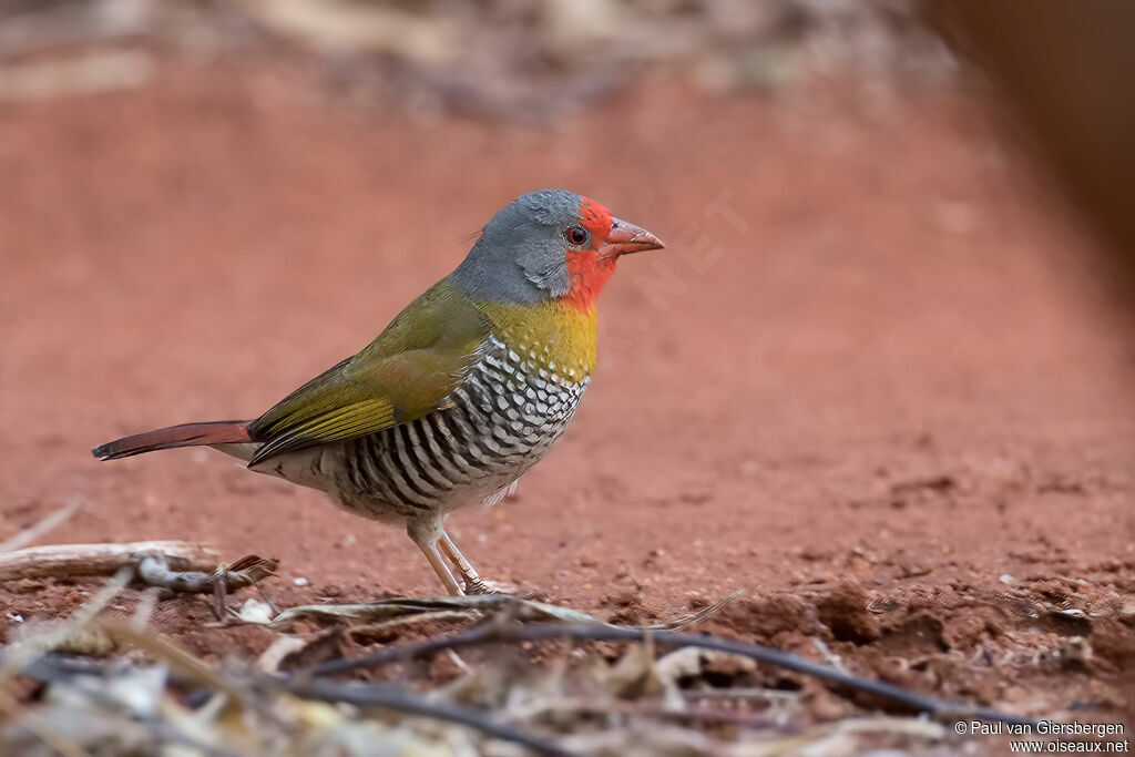 Green-winged Pytiliaadult