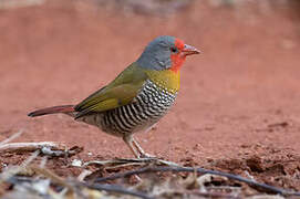 Green-winged Pytilia