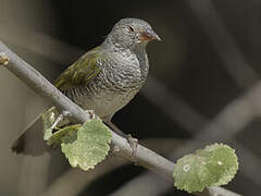 Green-winged Pytilia