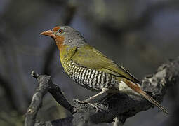 Green-winged Pytilia