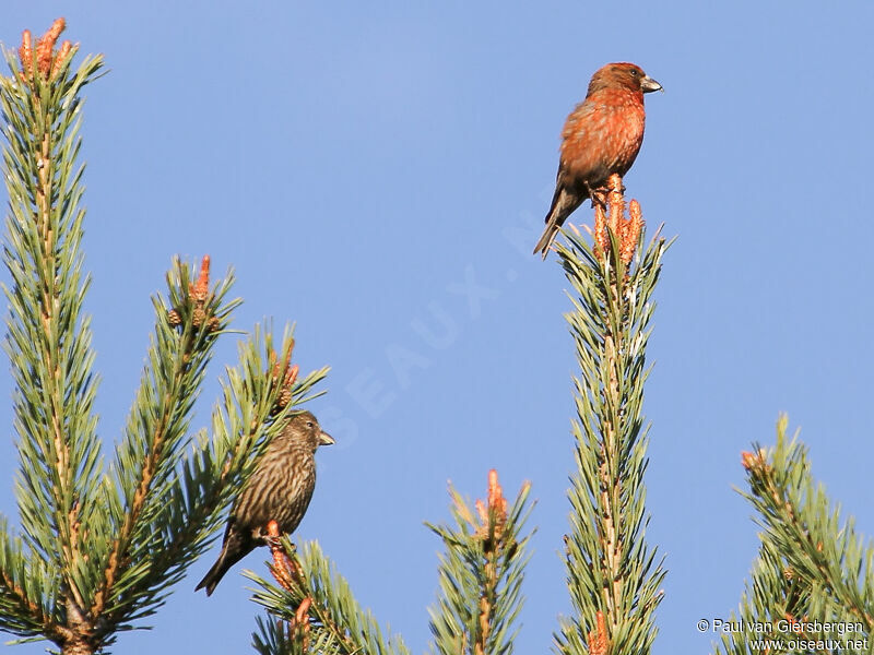 Red Crossbill