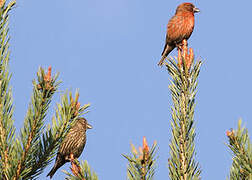 Red Crossbill