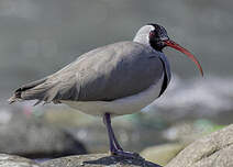 Bec-d'ibis tibétain