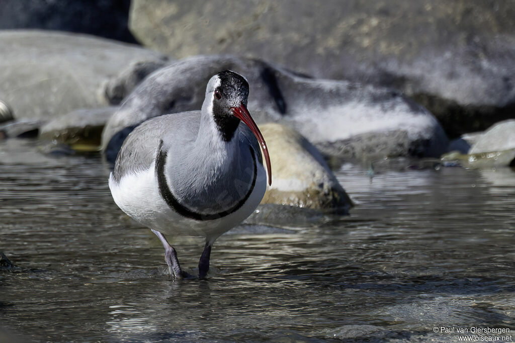 Bec-d'ibis tibétainadulte
