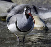 Bec-d'ibis tibétain