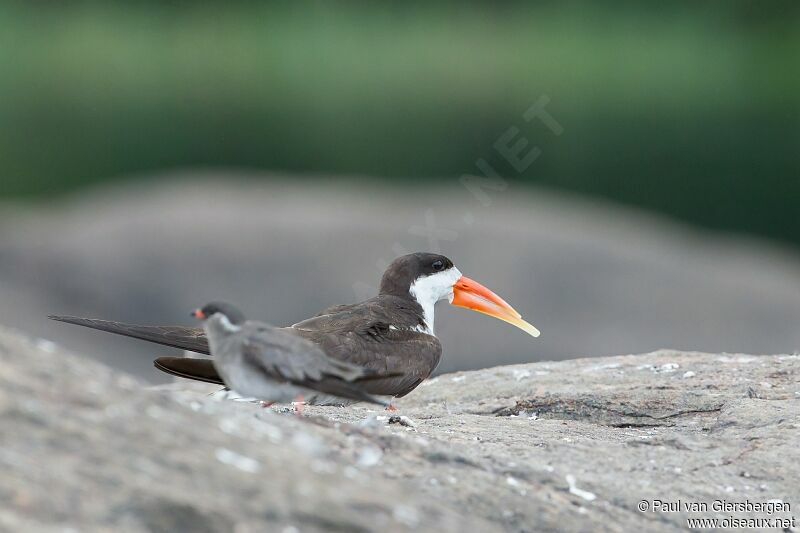 African Skimmer