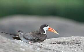 African Skimmer