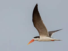 African Skimmer