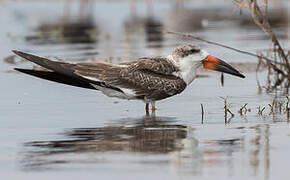 Black Skimmer