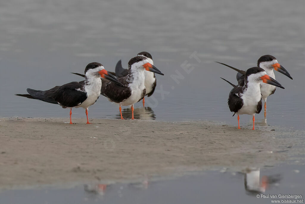 Black Skimmer