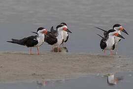 Black Skimmer