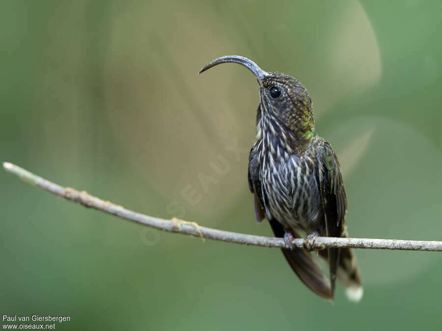 White-tipped Sicklebilladult, identification