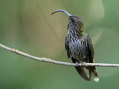 White-tipped Sicklebill