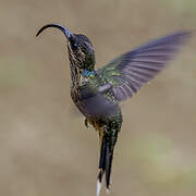 Buff-tailed Sicklebill