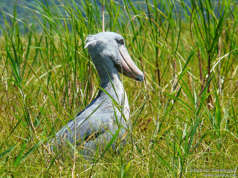 Shoebill