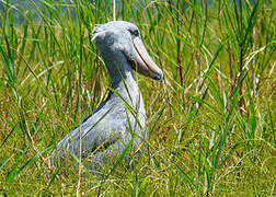 Shoebill