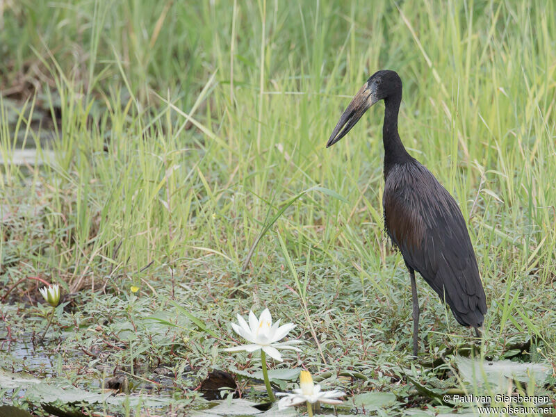 African Openbill