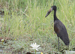 African Openbill