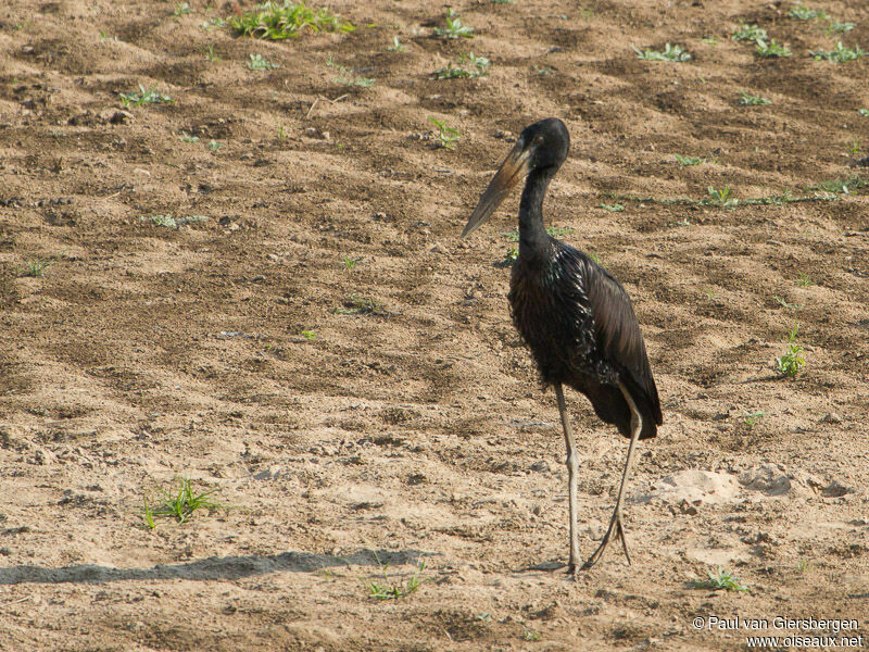 African Openbill