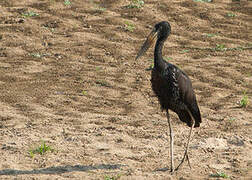 African Openbill