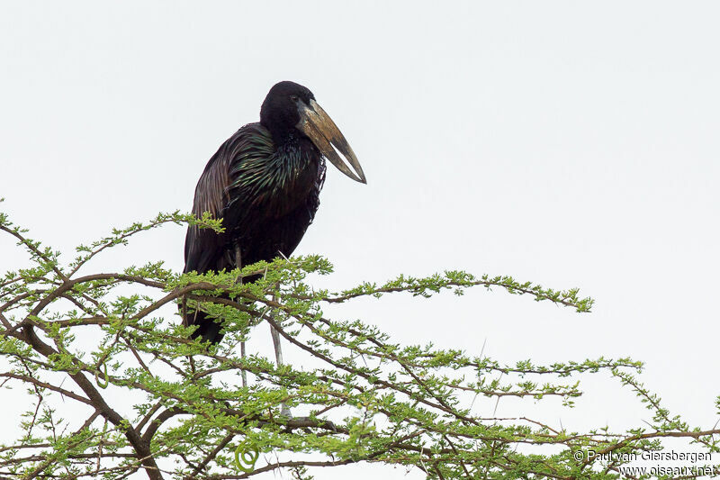 African Openbill