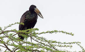 African Openbill