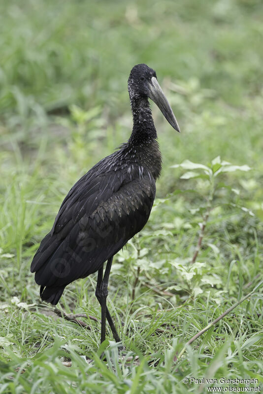 African Openbillimmature