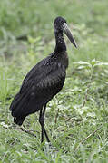 African Openbill