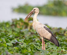 Asian Openbill