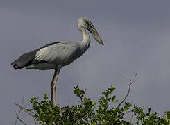 Asian Openbill