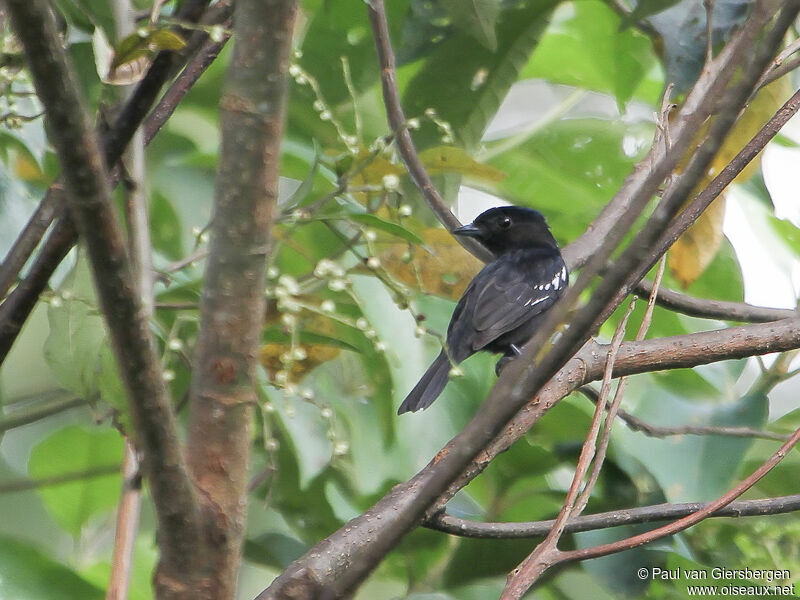 White-winged Becard