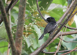 White-winged Becard