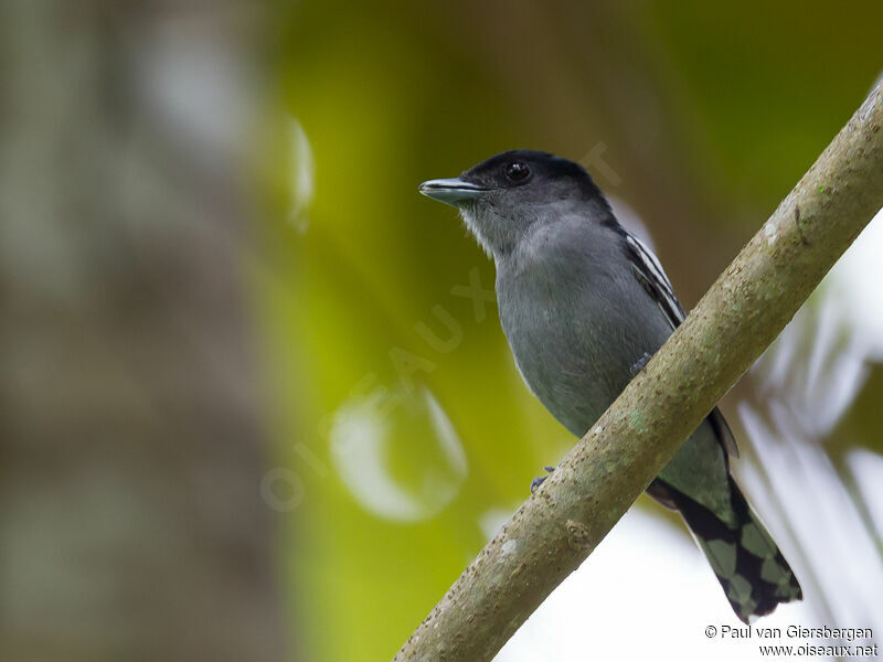 White-winged Becard