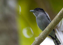 White-winged Becard