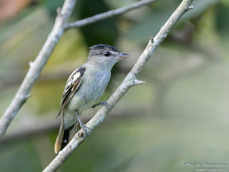 Bécarde à ailes blanches