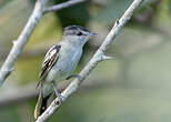 Bécarde à ailes blanches