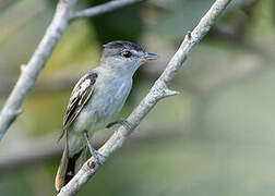 White-winged Becard