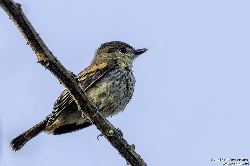Bécarde à ailes blanches femelle adulte