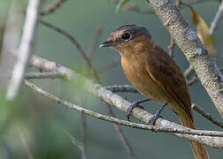 Chestnut-crowned Becard