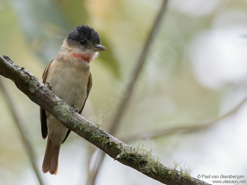 Rose-throated Becard