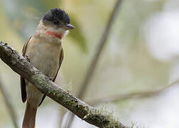 Rose-throated Becard