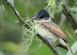 Rose-throated Becard