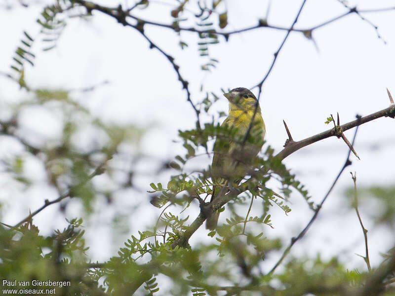 Bécarde à joues jaunes mâle adulte, identification